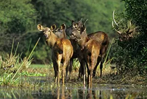 Rusa: Sambar Deer - herd in wetland