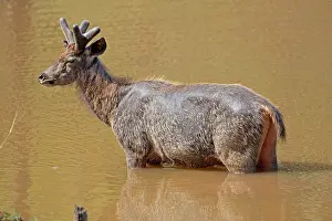 Unicolor: Sambar Deer male in velvet in a pond