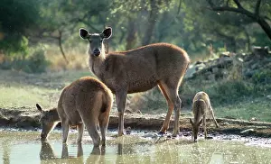 Axis: Sambar Deer - & Spotted Deer (Axis axis) at water hole