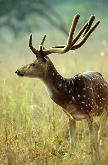 Rusa: Sambar Deer - stag with antler covered in velvet