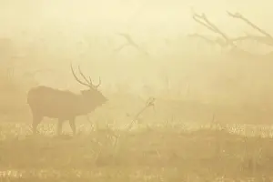 Ghana: Sambar Deer - stag in mist