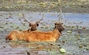 Rusa: Sambar Deer - Stags in lake Rajbagh