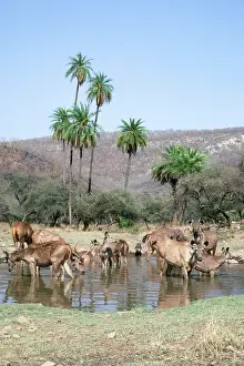 Sambar: Sambar Deer - at water hole