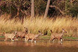 Away: Sambar Deers in the lake, Ranthambhor National