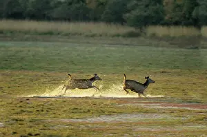 Rusa: Sambar Deers - running through water after alarm call