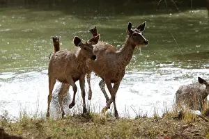 Disturbed: Sambar disturbed from aquatic feeding