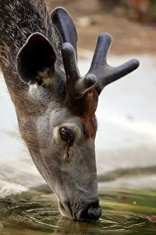 Unicolor: Sambar - Drinking