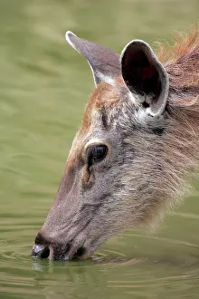 Sambar: Sambar - Drinking at pool