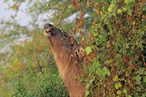 Keoladeo: Sambar feeding, Keoladeo National Park, India