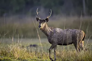 Deers: Sambar or horse deer (Cervus unicolor)