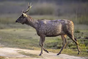 Deers: Sambar or horse deer (Cervus unicolor)