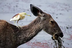 Unicolor: Sambar with Indian Pond Heron (Ardeola grayii) sat on neck