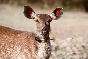 Collar: SAMBAR - with radio collar transmitter