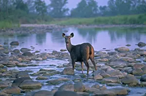 Rusa: Sambar in the river Ramganga