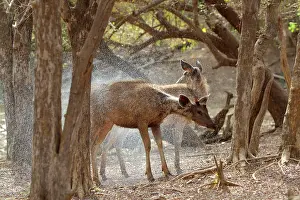 Sambar: Sambar - Shaking water off after emerging from