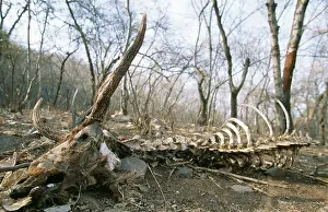 Stripped: SAMBAR skeleton - killed by bengal / Indian tiger