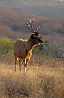 Rusa: Sambar Stag