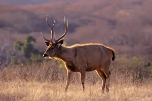 Rusa: Sambar Stag