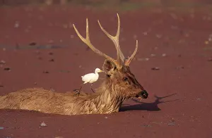 Rusa: Sambar Stag and Cattle egret (Bubulcus ibis)