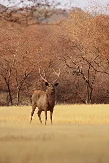 Rusa: Sambar Stag in the dry grassland