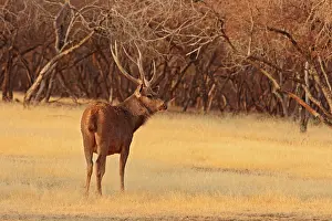 Rusa: Sambar Stag in the dry grassland