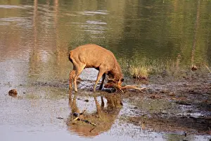 Rusa: Sambar Stag mud-wallowing