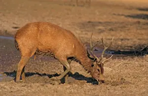 Wallowing: Sambar Stag - Mud-wallowing