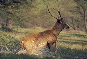 Rusa: Sambar Stag - running through the wetland