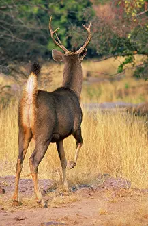 Rusa: SAMBAR - Stag signalling danger with foot stamp