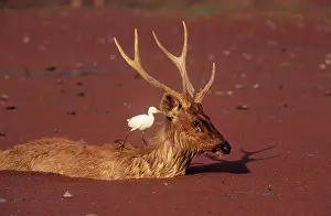 Rusa: Sambar Stag - in water with Cattle egret (Bubulcus