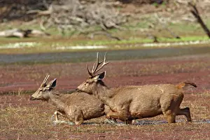 Rusa: Sambar Stags - walking through water