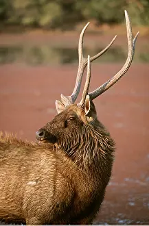 Chris Brunskill: SAMBAR - standing in water