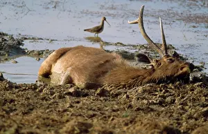 Wallowing: Sambar - wallowing