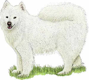 Samoyed: Samoyed