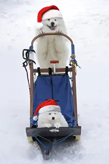 Chien: Samoyed, adult pushing puppy in sledge with Christmas hats