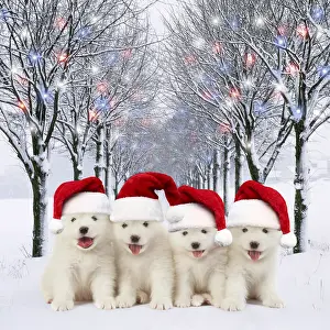 280219: Samoyed Dog, puppies wearing Christmas hats in