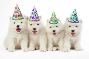 111020: Samoyed Dog, puppies wearing Happy Birthday party hats