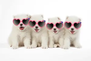 250919: Samoyed Dog, puppies wearing heart-shaped sunglasses