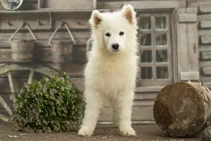 Samoyed: Samoyed Dog, puppy