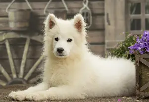 Samoyed: Samoyed Dog, puppy