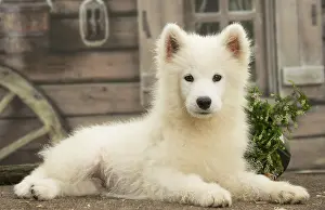 Samoyed: Samoyed Dog, puppy