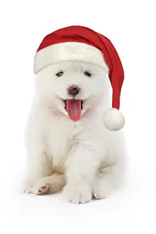 Samoyed: Samoyed Dog, puppy 5 weeks old wearing Christmas hat