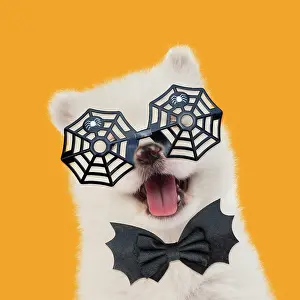 Ties: Samoyed Dog, puppy 5 weeks old wearing Halloween
