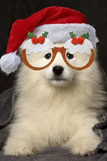 Pudding: Samoyed Dog, puppy 8 weeks old under blanket