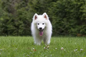 Samoyed: Samoyed Dog, puppy in garden