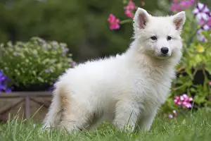 Samoyed: Samoyed Dog, puppy in garden