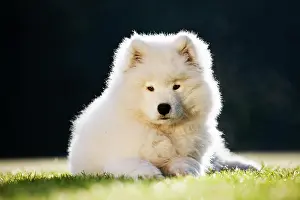 Samoyed: Samoyed dog, puppy, lying down in the grass