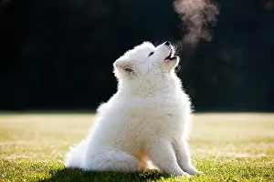 Howling: Samoyed dog, puppy, sitting in the grass, howling