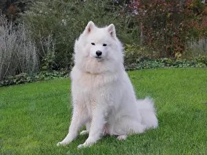 Samoyed: Samoyed dog sitting on grass Samojede sitzt auf