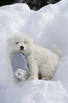 Scarf: Samoyed dog in winter snow